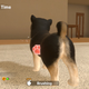 Illustration for article titled New Pet Sim For Switch Is No iNintendogs/i But Its Still Better Than My Real Dog